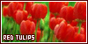  Red Tulips